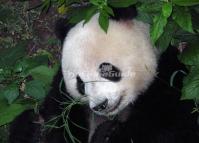 Chinese Panda
