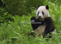 Chinese Panda