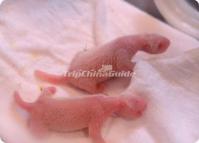 Baby Pandas China    
