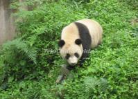 Chengdu Panda  