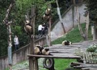Pandas in Sichuan 