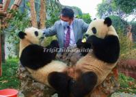 Cute Pandas