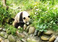 Giant Panda   