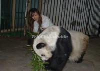 Beauty and Panda