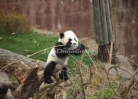 Panda Cub