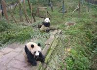 Pandas in Chengdu 