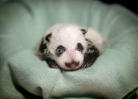 Panda Bear Cub  