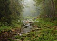 Stroll Along Golden Whip Stream at Zhangjiajie