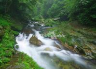 Golden Whip Stream in Zhangjiajie Forest Park 