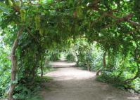 Grape Valley