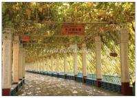 Grape Valley Turpan China