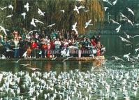 Watching Red-billed Gulls in Green Lake Kunming