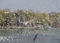 Green Lake Park Landscape 