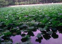 Kunnming Green Lake