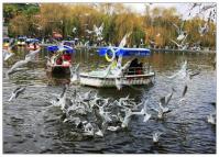 The Sea Gulls in Green Lake Kunming