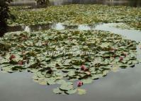 The Beautiful Kunming Green Lake