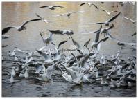 Green Lake Park Scenic Area Kunming 