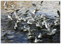 The Red-billed Gulls in Kunming Green Lake