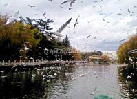 Kunming Green Lake in Winter