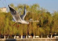 Kunming Green Lake in Autumn