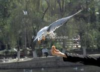 Green Lake Park Scenery Kunming 