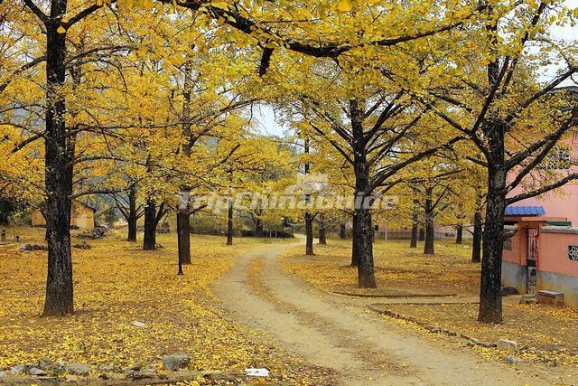 Guilin Ocean Township Ginkgo