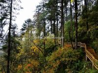 Hailuogou Valley Primitive Forest