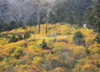 Hailuogou Valley Pictures