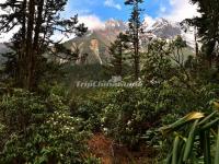 The Primitive Forest in Hailuogou National Glacier Forest Park