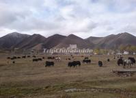 Hailuogou National Glacier Forest Park Sichuan China 