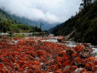 Hailuogou National Glacier Forest Park Red Stone