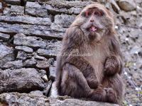 Hailuogou National Glacier Forest Park Wild Monkey