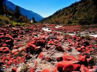 The Red Stone Patch in Hailuogou National Glacier Forest Park