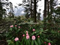 The Azaleas in Hailuogou National Glacier Forest Park