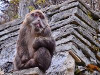 Wild Monkey in Hailuogou National Glacier Forest Park