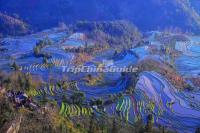 Hani Ethnic Terraced Fields