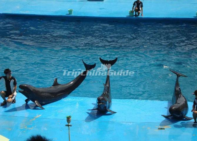 The Dolphins in Harbin Polarland