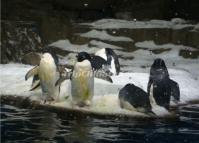 The Penguins in Harbin Polarland