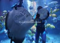 Underwater Show in Harbin Polarland
