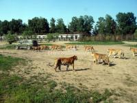 The Manchurian Tigers in Harbin Siberian Tiger Park