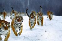 Harbin Siberian Tiger Park in Winter