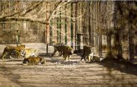 Harbin Siberian Tiger Park in China