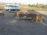 Harbin Siberian Tiger Park Feeding