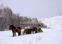 Harbin Horse Sledding