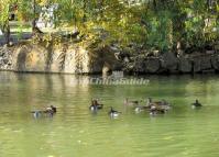 The Mandarin Ducks at Harbin Zhaolin Park