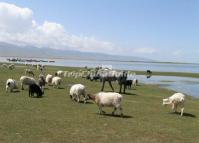 Sheep in the Lakeside of the Heavenly Lake