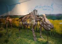 The Animal Fossils in Heilongjiang Provincial Museum