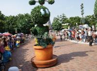 Hong Kong Disneyland Attractive Bonsai