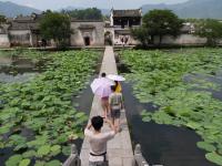 Hongcun Village Lotus 