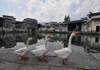 Goose at Hongcun Village Huangshan City